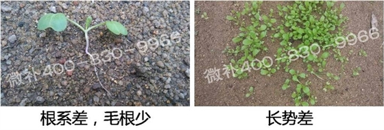 1、苗期前期（3-5片葉）.jpg