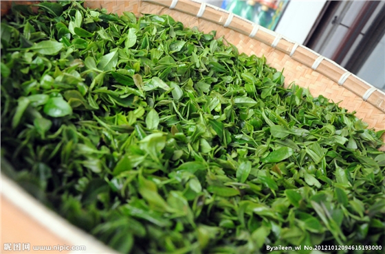 茶葉減農殘，施肥要微補控氮