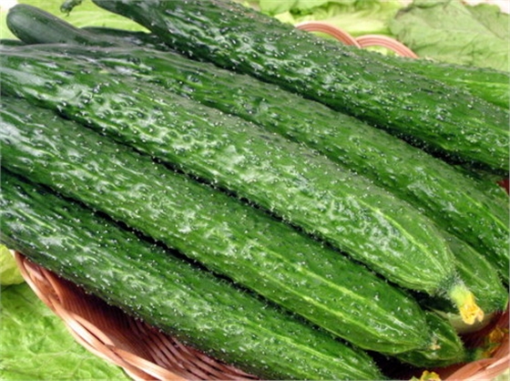 #微肥課堂#黃瓜味苦，天氣or肥料，到底誰(shuí)之過(guò)？