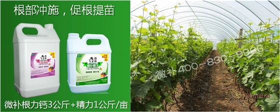 葡萄萌芽期如何預防倒春寒？