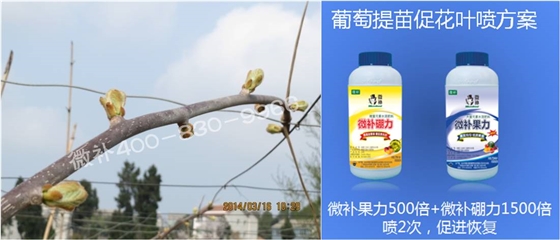 獼猴桃萌芽期如何施肥，才能促進(jìn)萌芽齊、萌芽壯？