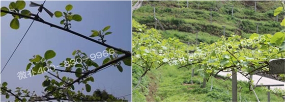 獼猴桃萌芽期如何施肥，才能促進(jìn)萌芽齊、萌芽壯？