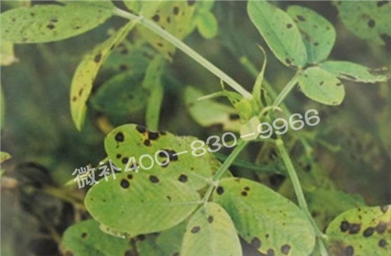 花生缺鉀與花生葉斑病有什么區別？