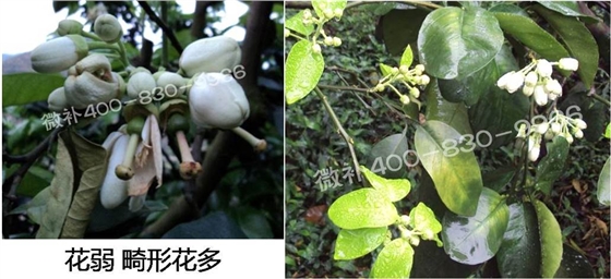蜜柚促花壯花除了補磷還需要補硼鋅？