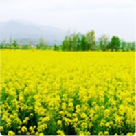 油菜營(yíng)養方案