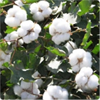 棉花營(yíng)養方案
