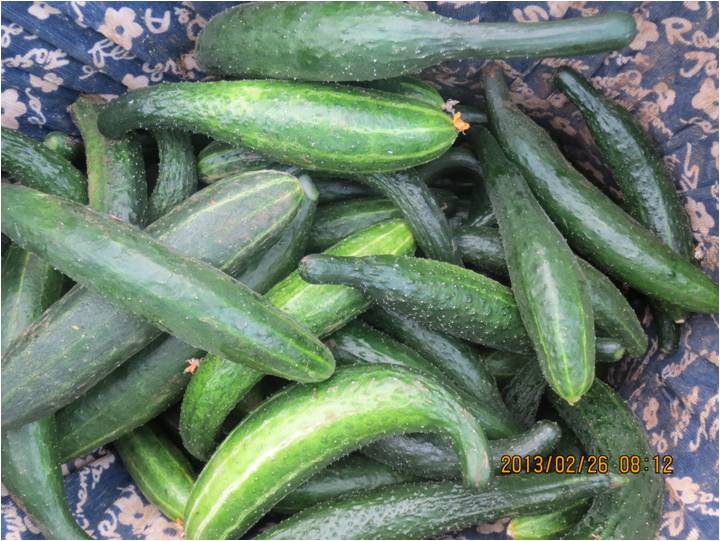#微肥課堂#黃瓜味苦，天氣or肥料，到底誰(shuí)之過(guò)？