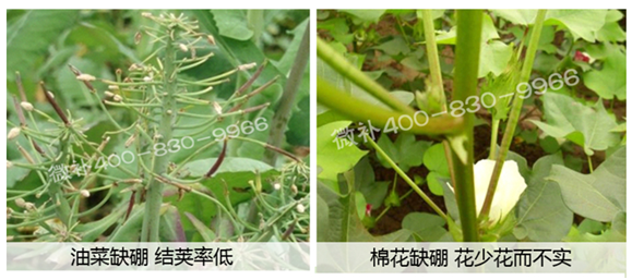 春季作物為什么需要大量用硼肥？