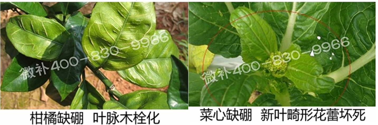 春季作物為什么需要大量用硼肥？