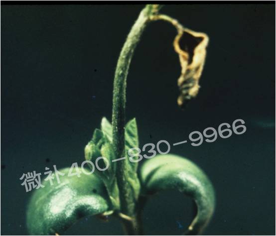 莖尖枯死，到底是缺硼還是缺鈣？