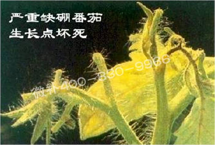 莖尖枯死，到底是缺硼還是缺鈣？