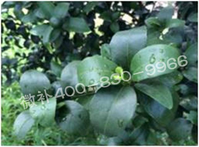 柑橘春梢弱，難抽發(fā)，到底是什么原因？