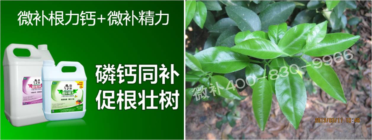 柑橘春梢弱，難抽發(fā)，到底是什么原因？