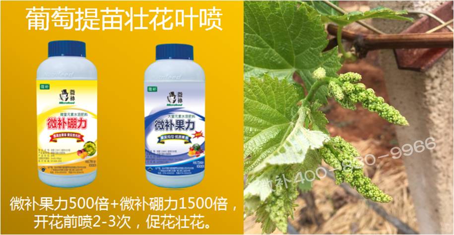 葡萄萌芽期如何預防倒春寒？