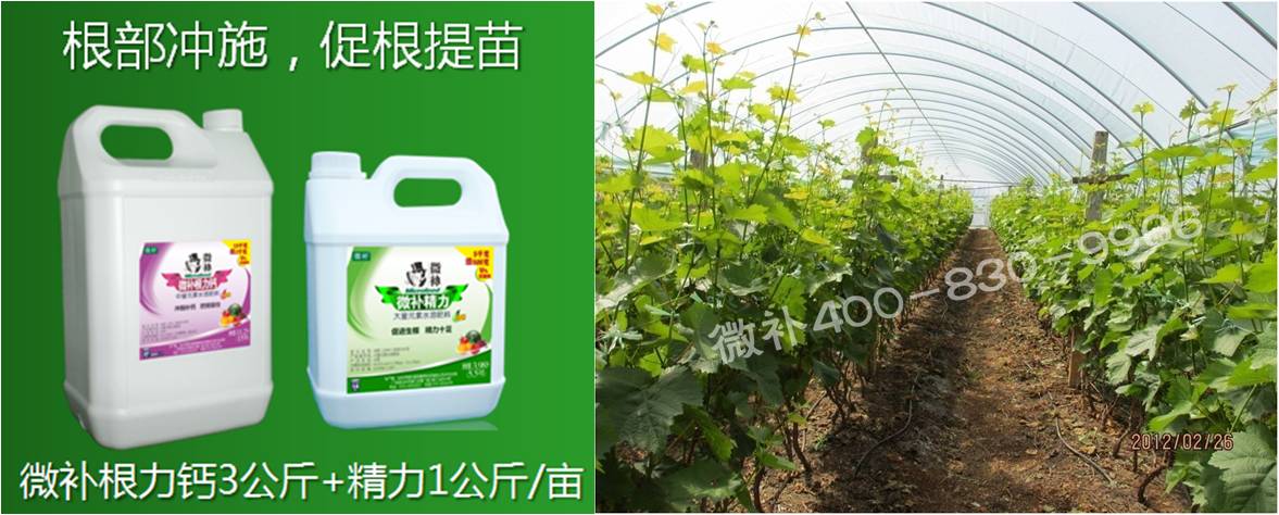 葡萄萌芽期如何預防倒春寒？