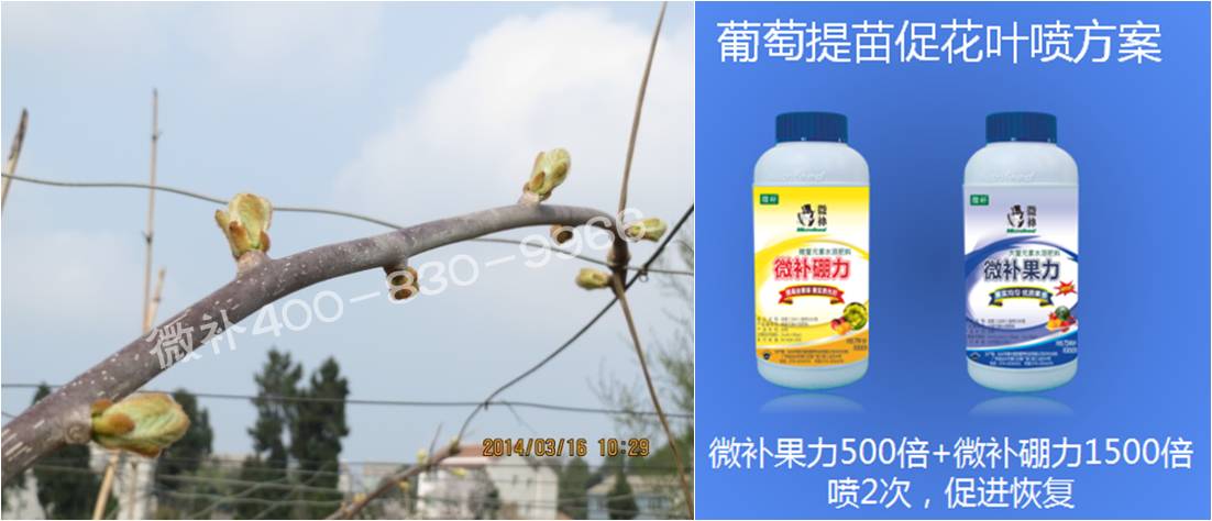 獼猴桃萌芽期如何施肥，才能促進(jìn)萌芽齊、萌芽壯？