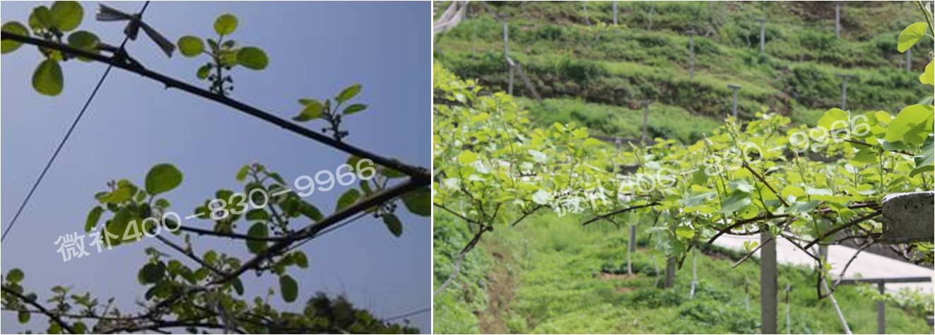 獼猴桃萌芽期如何施肥，才能促進(jìn)萌芽齊、萌芽壯？