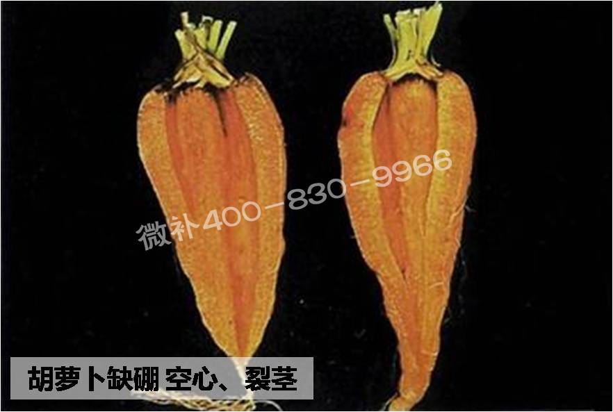 大田作物缺硼，就用高生物活性海藻液體硼，補硼更有效！