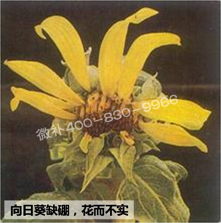 大田作物缺硼，就用高生物活性海藻液體硼，補硼更有效！