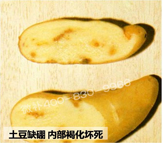 大田作物缺硼，就用高生物活性海藻液體硼，補硼更有效！