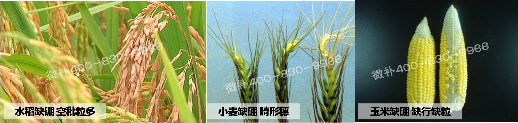 大田作物缺硼，就用高生物活性海藻液體硼，補硼更有效！