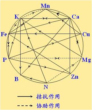 原料型鉀肥和鎂肥為什么會(huì )發(fā)生拮抗？