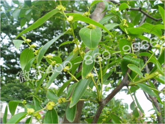 冬棗萌芽后黃葉是缺鐵嗎？