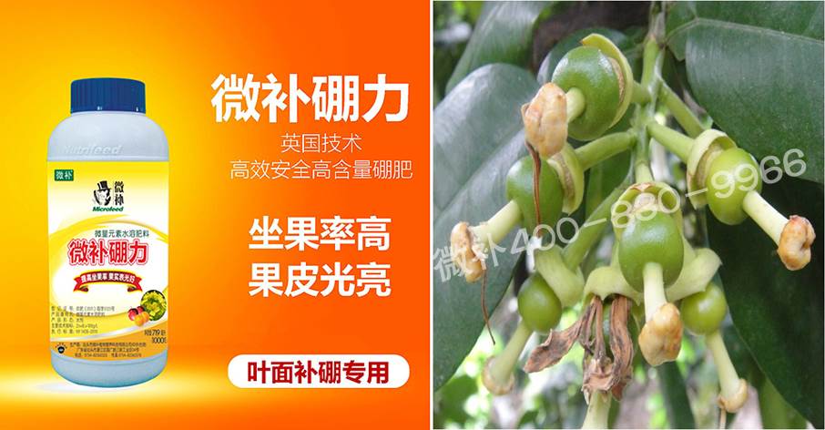 蜜柚促花壯花除了補磷還需要補硼鋅？