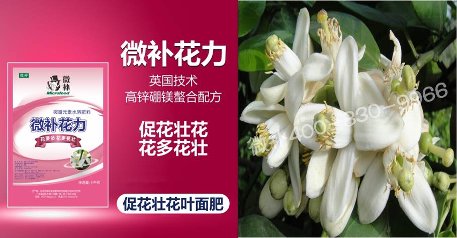 蜜柚促花壯花除了補磷還需要補硼鋅？