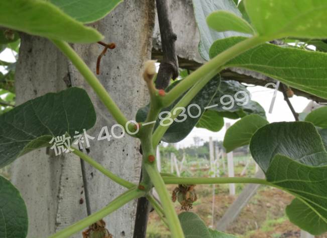 獼猴桃缺鈣對抽梢開(kāi)花有什么影響？