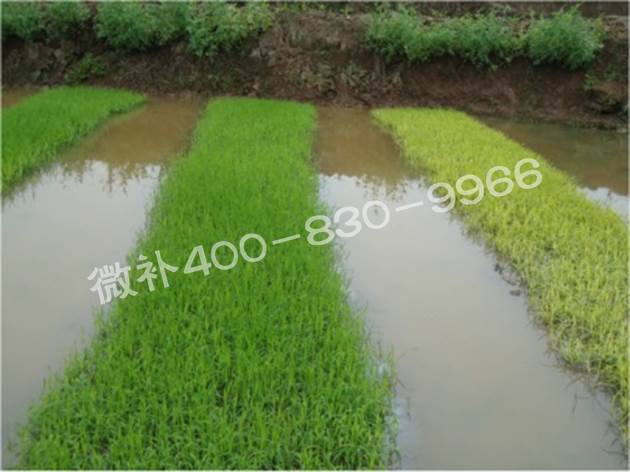 水稻黃秧、爛秧怎么辦？