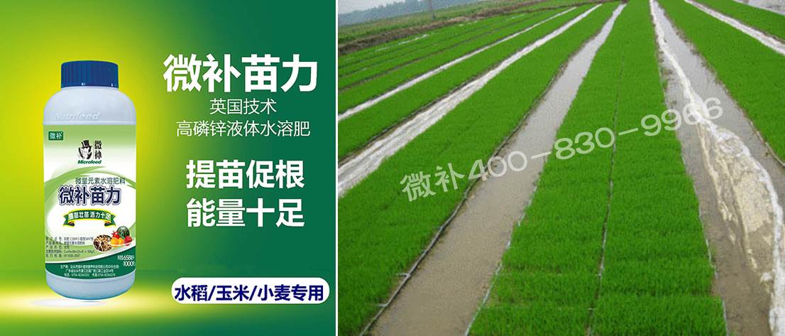水稻黃秧、爛秧怎么辦？