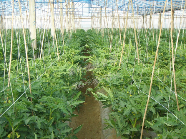 番茄長(cháng)勢好