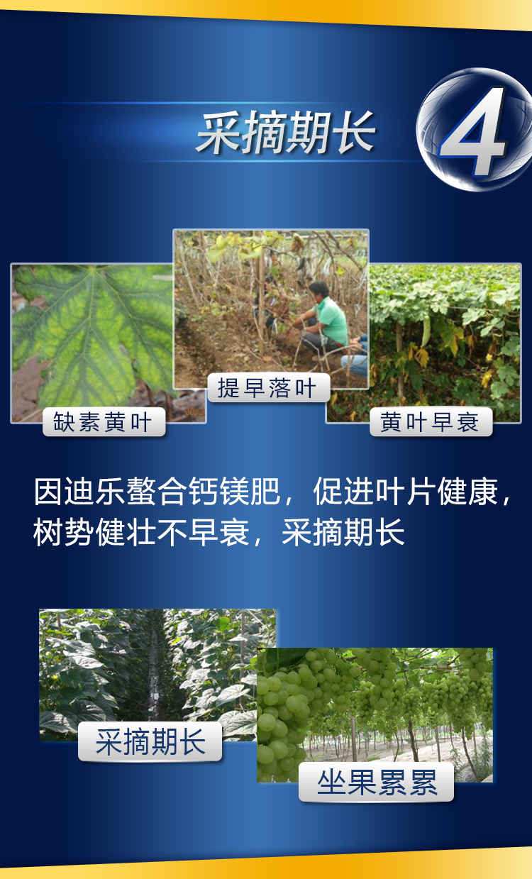 18因迪樂(lè )有機螯合鈣鎂肥2_07.jpg