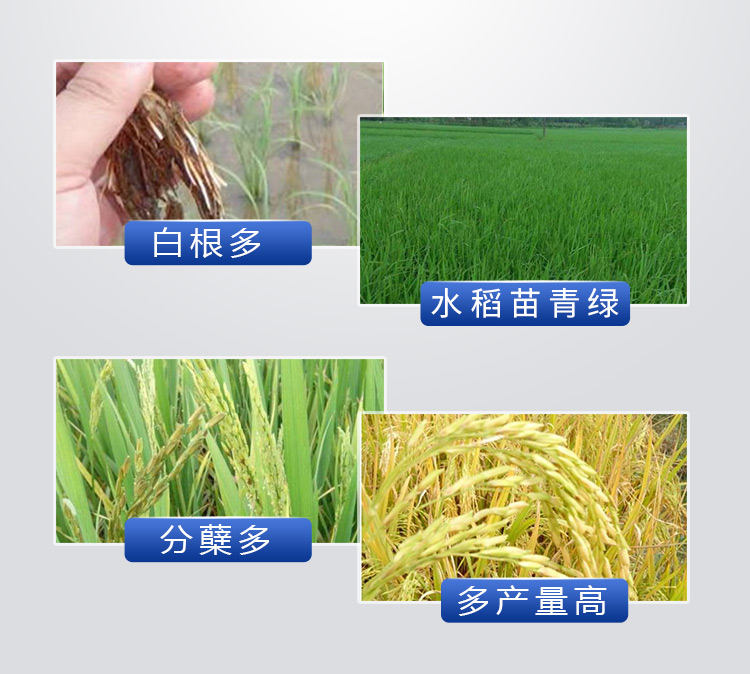 18因迪樂(lè )有機螯合鈣鎂肥2_09.jpg