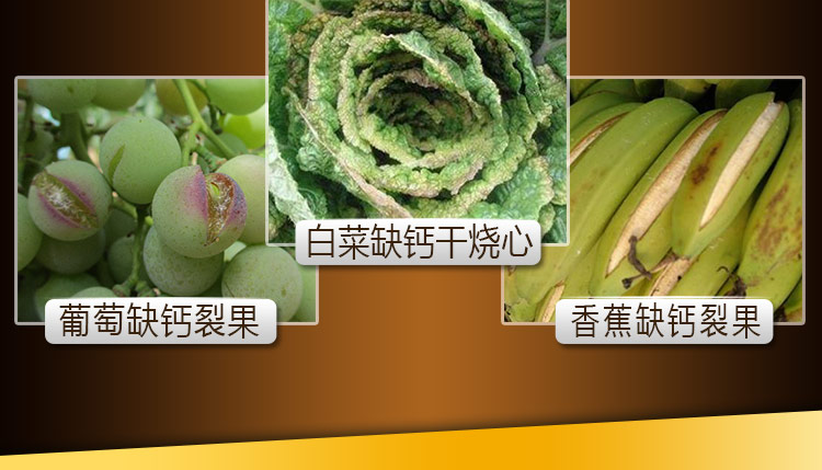 14因迪樂(lè )螯合沖施鈣【手機版】_13.jpg