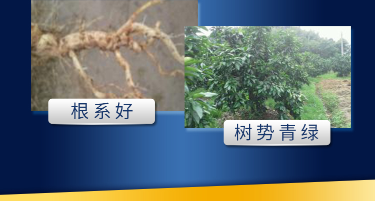 18因迪樂(lè )螯合鈣鎂肥【手機版】_08.jpg