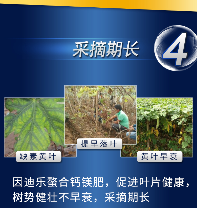 18因迪樂(lè )螯合鈣鎂肥【手機版】_10.jpg