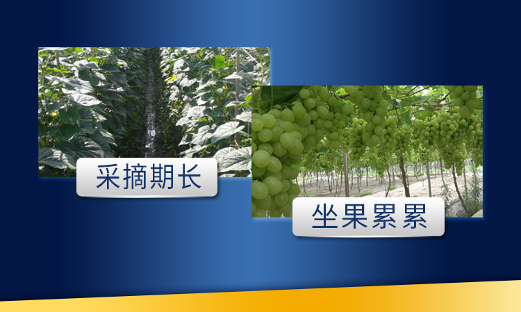18因迪樂(lè )螯合鈣鎂肥【手機版】_11.jpg