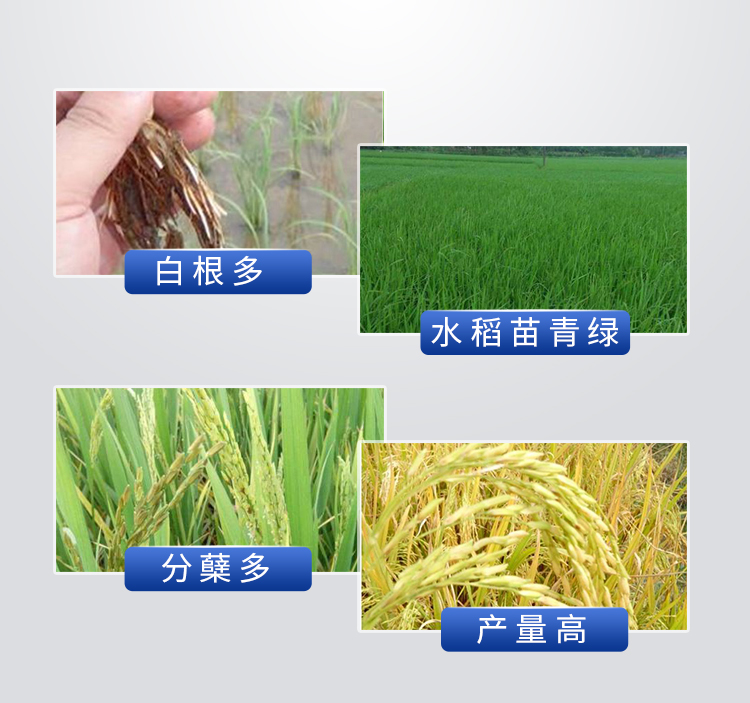 18因迪樂(lè )螯合鈣鎂肥【手機版】_13.jpg