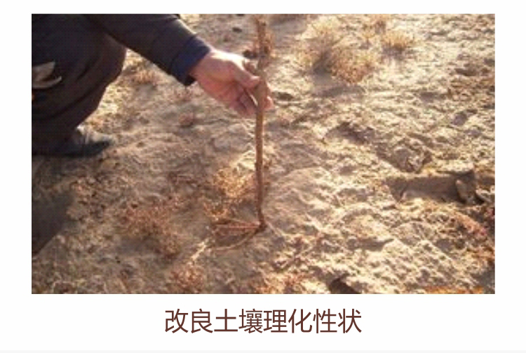 因迪樂(lè )有機肥750_11.jpg