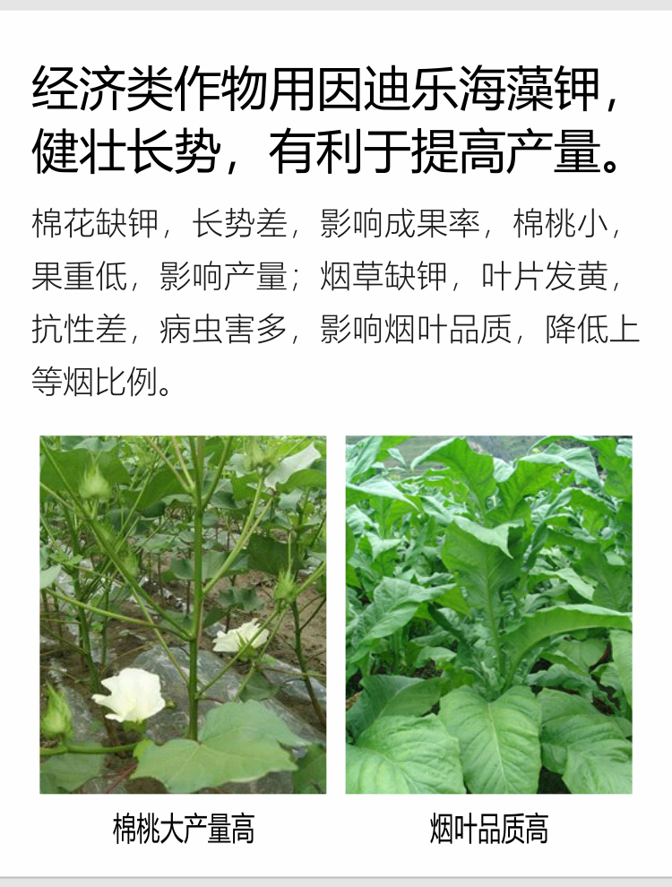 因迪樂(lè )海藻鉀_06.jpg