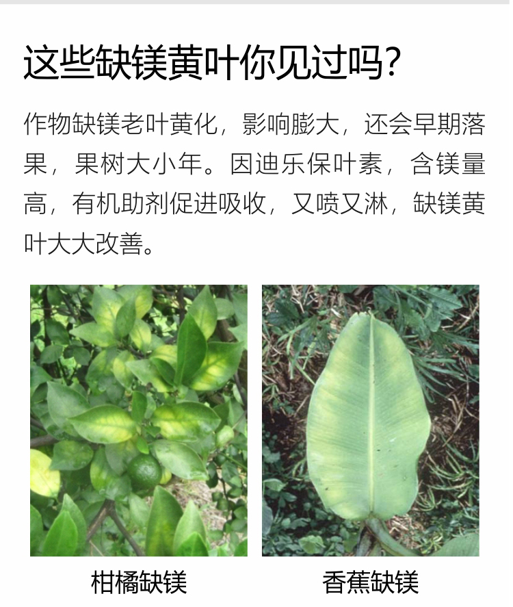 因迪樂(lè )有機保葉素_03.jpg