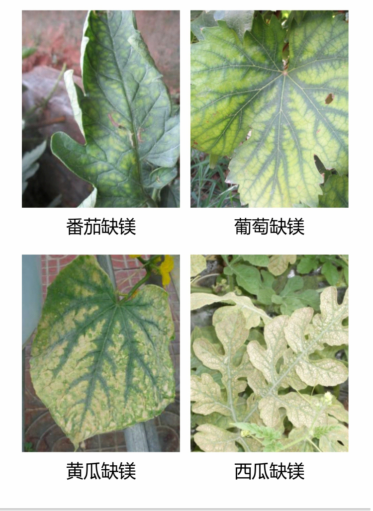 因迪樂(lè )有機保葉素_04.jpg
