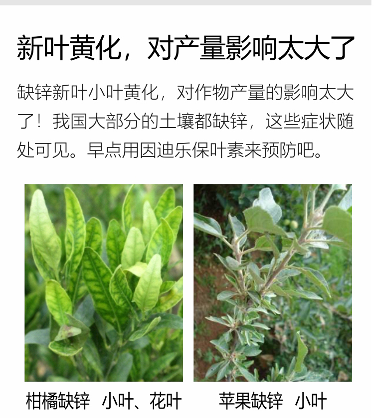 因迪樂(lè )有機保葉素_05.jpg