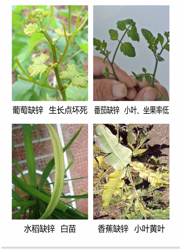 因迪樂(lè )有機保葉素_06.jpg
