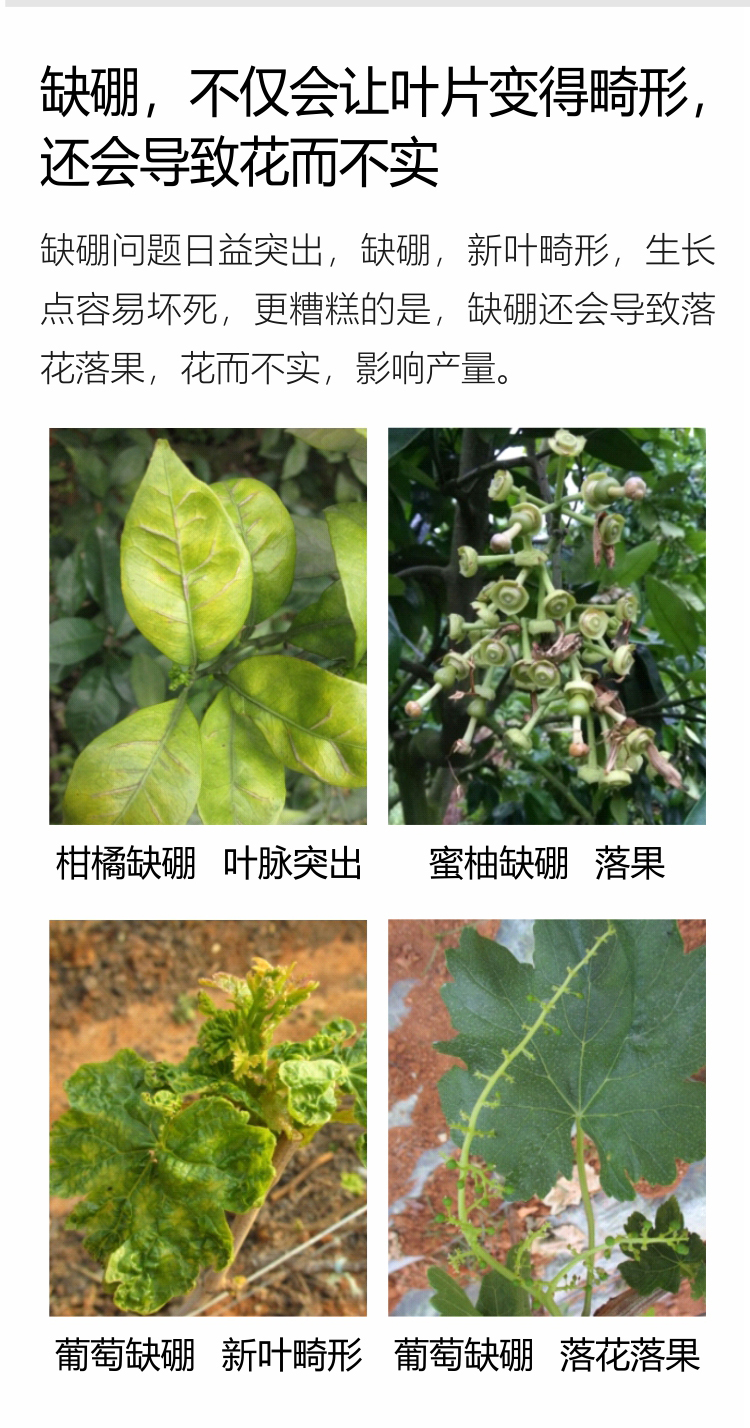 因迪樂(lè )有機保葉素_07.jpg