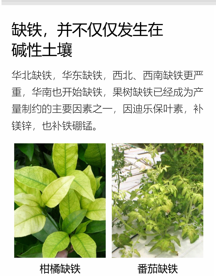 因迪樂(lè )有機保葉素_08.jpg