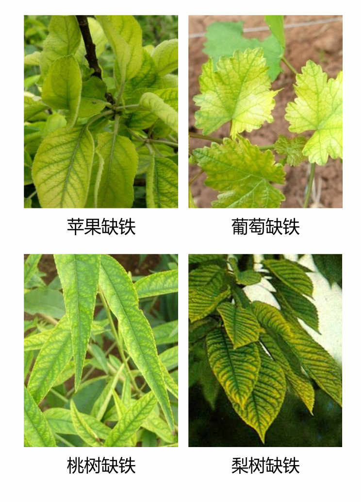 因迪樂(lè )有機保葉素_09.jpg