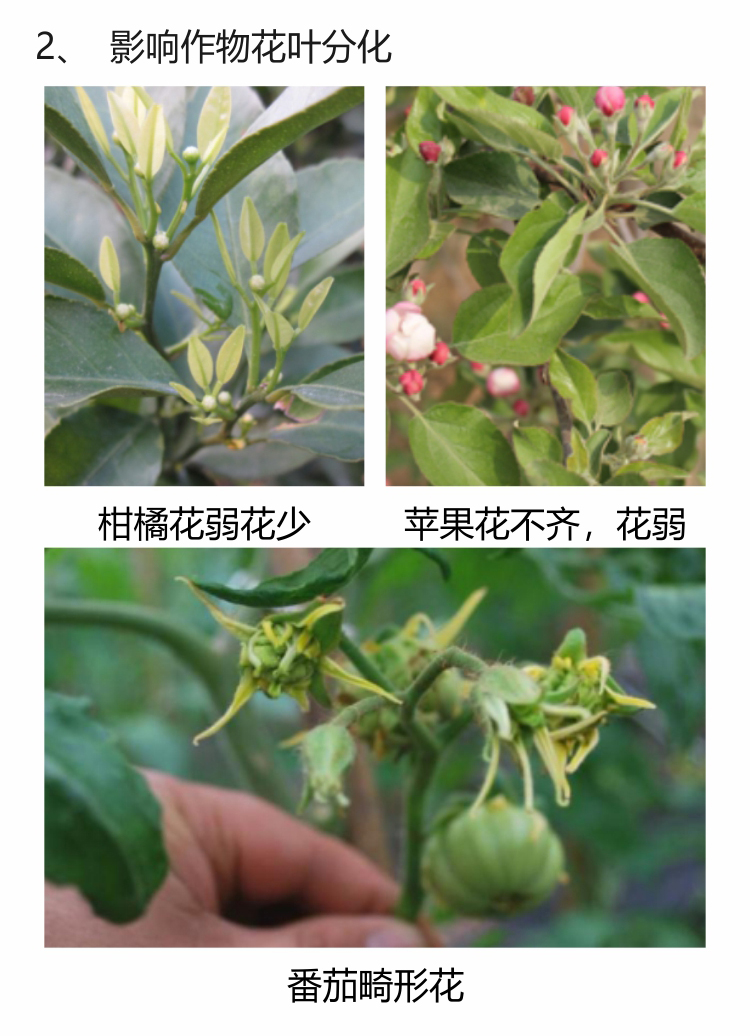 微補螯合鋅750_04.jpg